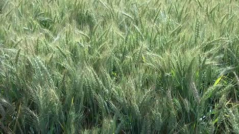 Oregon-Detail-Of-Green-Wheat